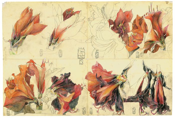 Horst Janssen, Tagebuch der Amaryllis, 1981, Bleistift, Pastell und Kreide © VG Bild-Kunst Bonn, 2026