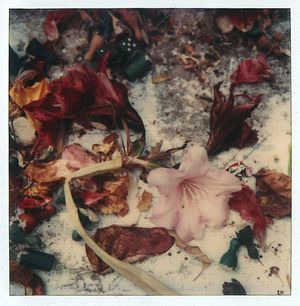 Horst Janssen, o.T. (Blütenblätter im Schnee), 1981, Polaroid SX70 © VG Bild-Kunst, Bonn 2023